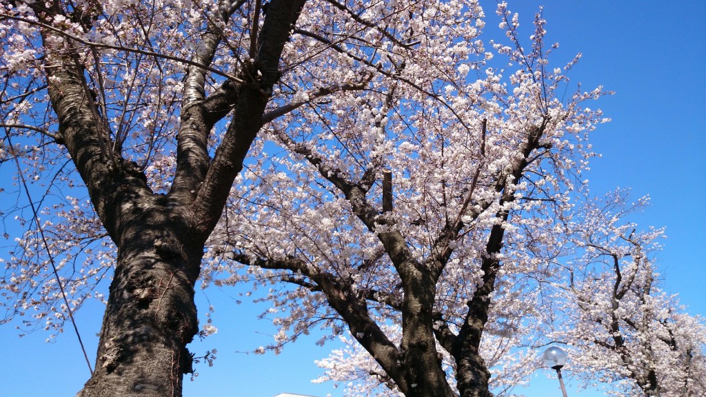 きれいな桜をみながらお考えください